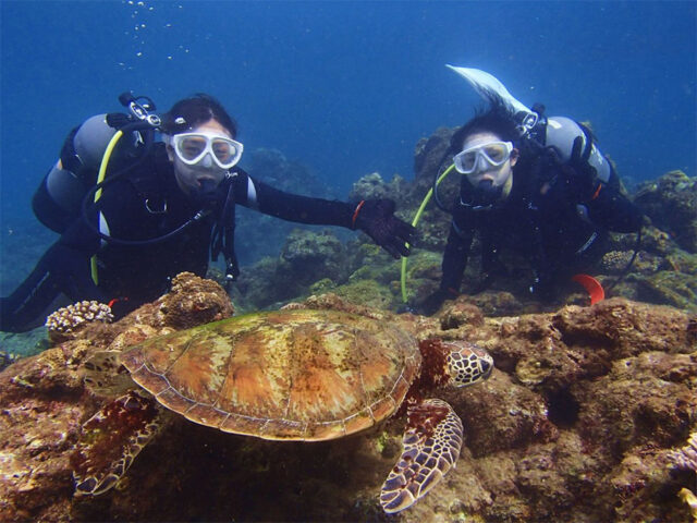 屋久島体験ダイビング、ウミガメ