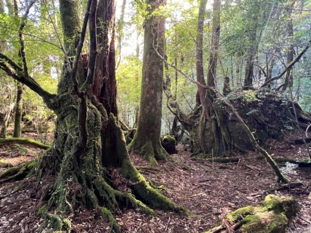 屋久島 ヤクスギランド 千年杉
