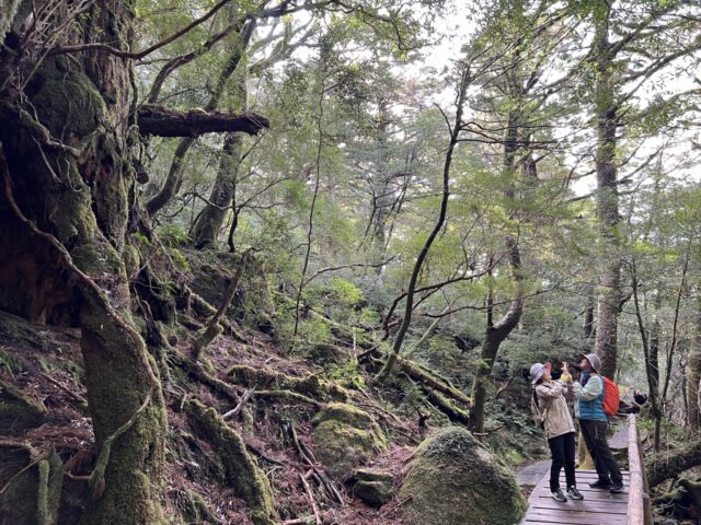 太忠岳ツアーの魅力。原生林の中に立つ巨木を見上げるトレッキング風景。