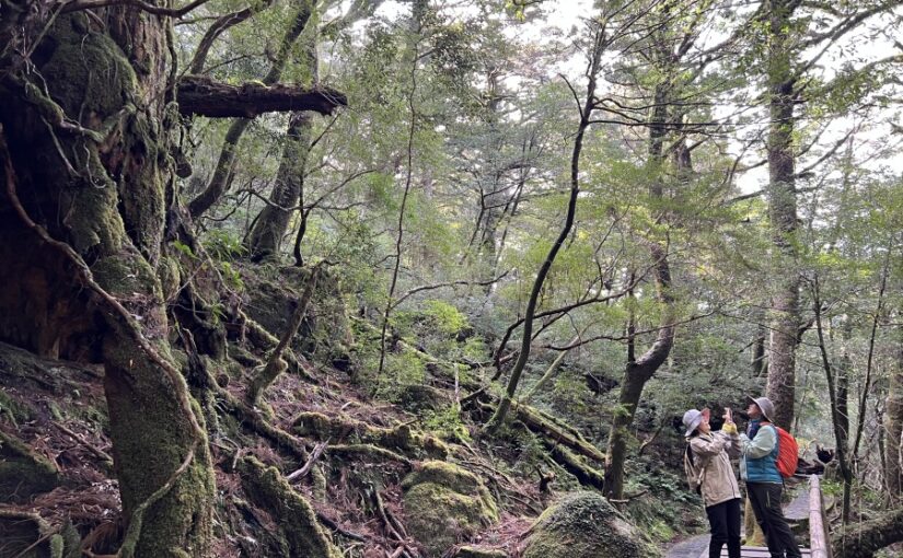 屋久島　ヤクスギランド　