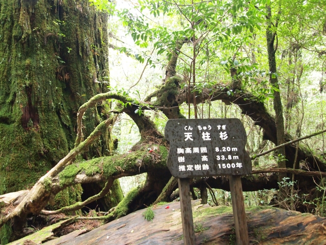 【屋久島/約3.5時間】子供も一緒に参加OK！屋久島の代表的な森の一つ『ヤクスギランド』から『紀元杉』を巡るトレッキングツアー（No.21）