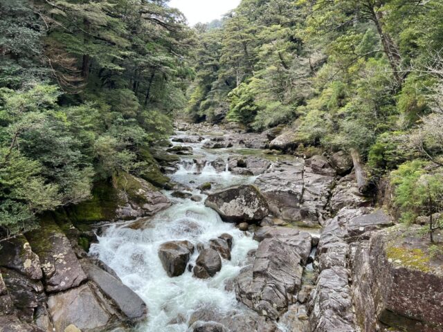 屋久島　ヤクスギランド　
