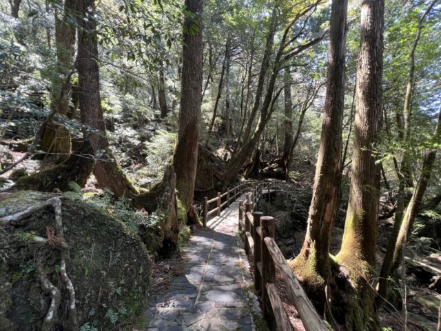 屋久島の森の遊歩道