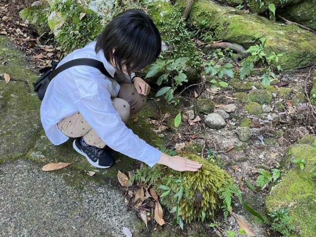 屋久島　西部林道　観光スポット