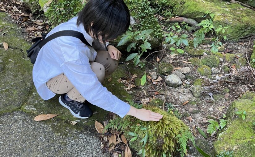 屋久島　西部林道　観光スポット