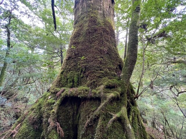 屋久島　ヤクスギランド　
