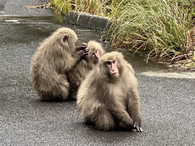 屋久島　西部林道　観光スポット