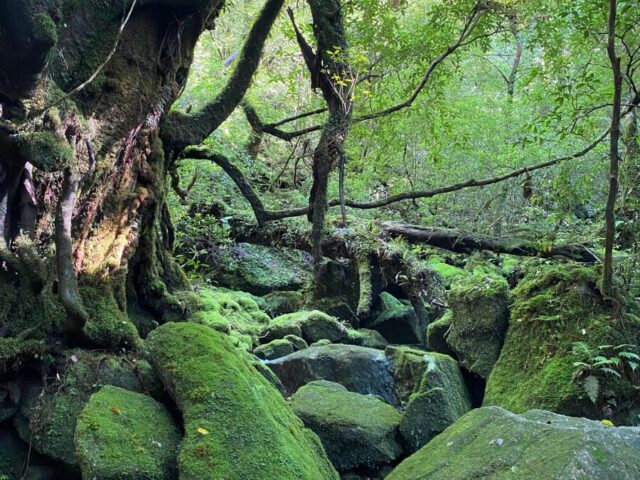 屋久島白谷雲水峡の苔むす森と原生林