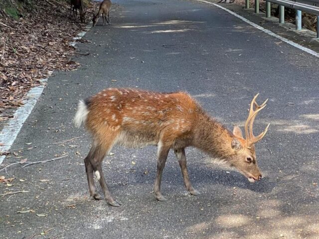 早朝いなか浜西部林道　鹿