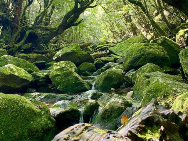 屋久島・白谷雲水峡の苔むした岩と清流。もののけ姫の森と呼ばれる幻想的な風景