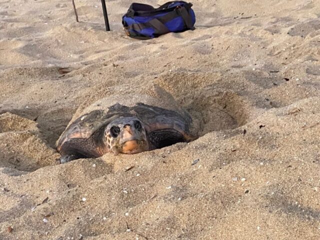 いなか浜西部林道 ウミガメ