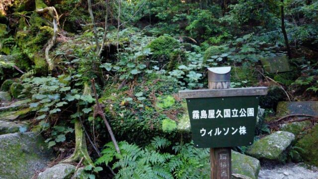 屋久島の魅力を徹底解説！絶対に行きたいおすすめの観光スポット7選