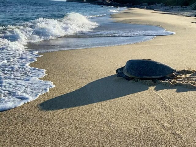 屋久島いなか浜に上陸するアカウミガメ