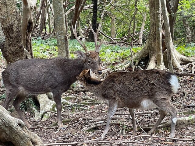 屋久島の森の中で向き合う2頭の野生のヤクシカ