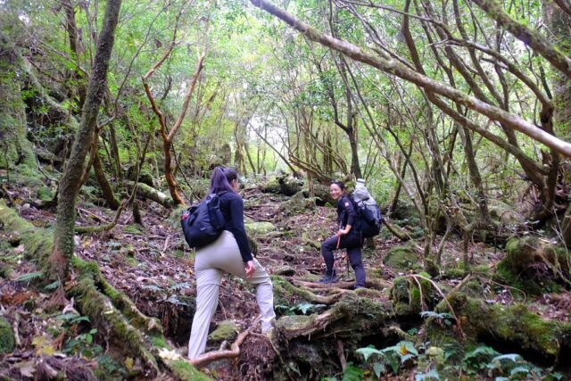 屋久島の苔むした原生林の中を歩く2人のハイカー。ガイドと参加者が会話しながらトレッキングを楽しむ様子