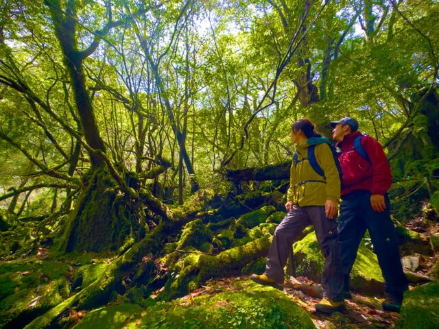 白谷雲水峡の苔むした森をトレッキングする様子