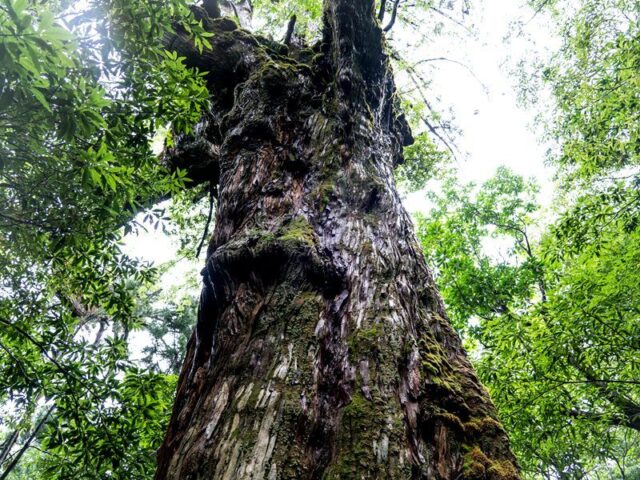 白谷雲水峽、苔蘚叢生的森林、健行