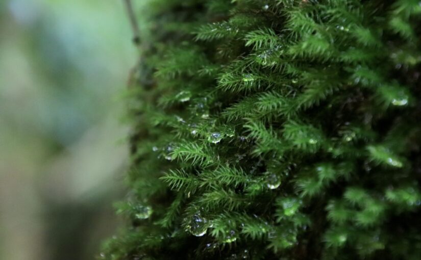 屋久島の梅雨、苔と水滴