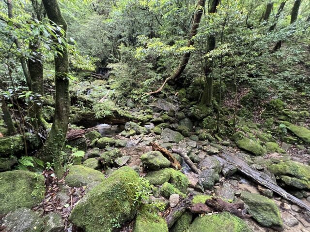 白谷雲水峡の苔むした渓流と原生林
