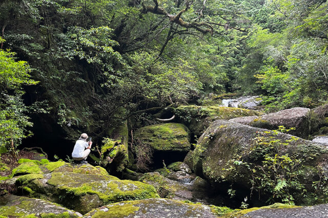 屋久島の森で写真撮影をする人