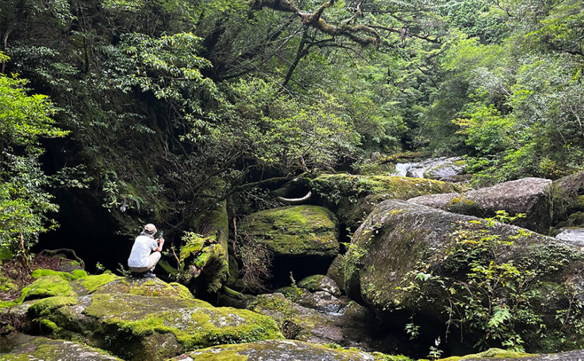屋久島浴、森林浴
