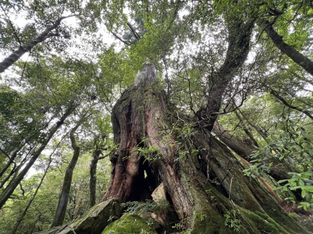 白谷雲水峡