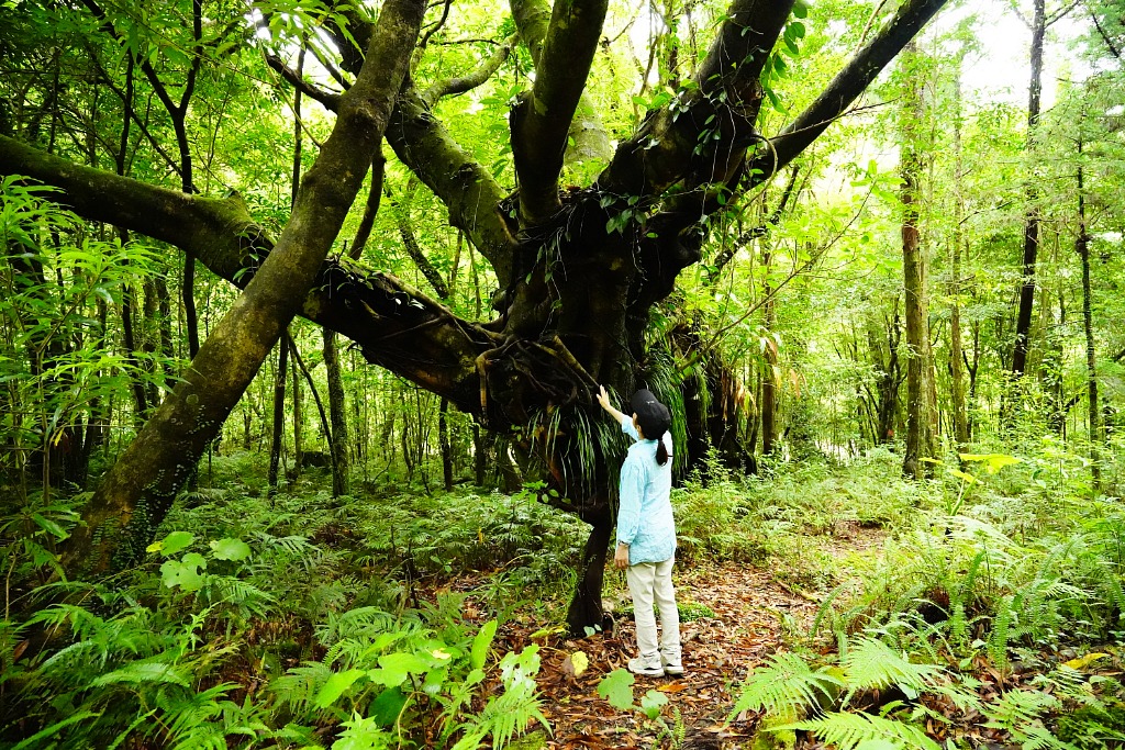 【屋久島/1日】女性限定・貸切！世界遺産の森『白谷雲水峡』で森林セラピー＆占星術『星読みセッション』体験☆《オリジナルアロマスプレープレゼント・送迎あり》（No.125）