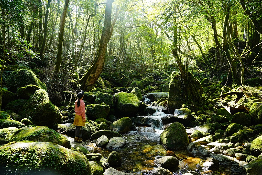 【屋久島/1日】女性限定・貸切！世界遺産の森『白谷雲水峡』で森林セラピー＆占星術『星読みセッション』体験☆《オリジナルアロマスプレープレゼント・送迎あり》（No.125）