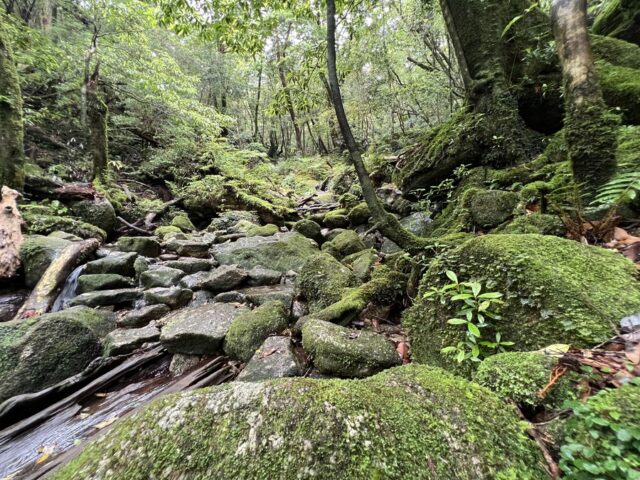 沿著屋久島溪流延伸、布滿青苔的岩石的登山步道