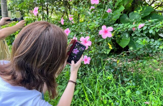 屋久島の緑豊かな植物の中でピンク色の花をスマートフォンで撮影する女性
