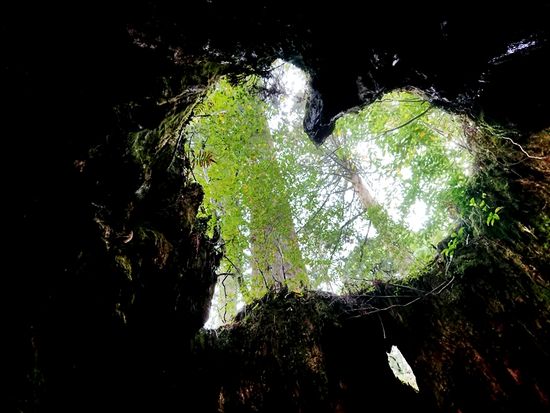 屋久島の森を見上げる幻想的なハートの空