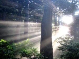 屋久島の森に差し込む神秘的な朝日