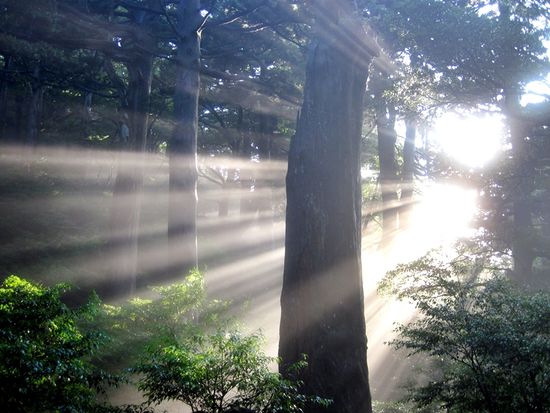 【屋久島/1日】世界遺産の森を歩く縄文杉トレッキング☆絶景と感動の日帰りツアー《初心者OK・送迎付き・貸切オプション》(No.88)