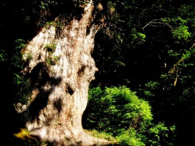 屋久島の縄文杉が放つ悠久の存在感