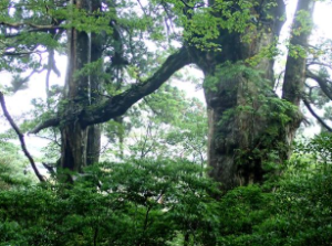 屋久島の縄文杉が語る森の歴史