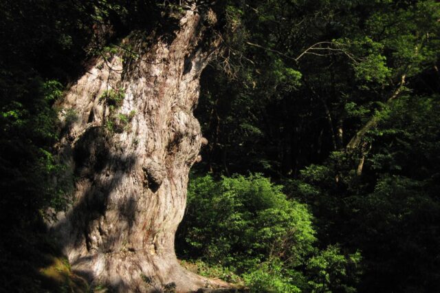 屋久島　縄文杉