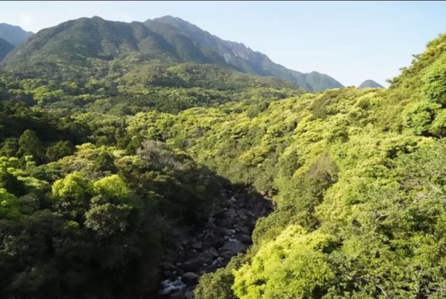 屋久島　山