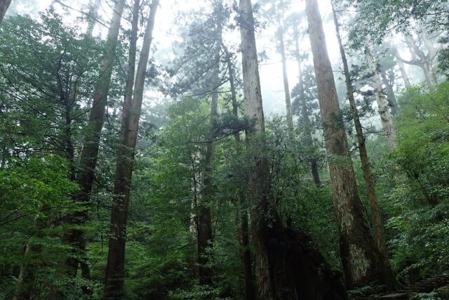 屋久島の霧に包まれた神秘的な杉林