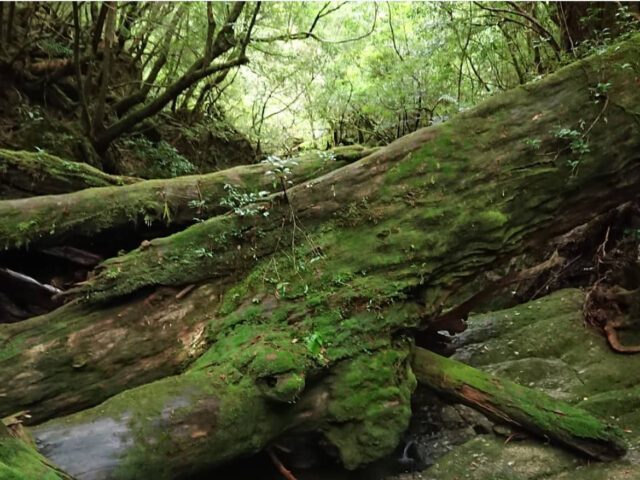 屋久島の森に横たわる苔むした倒木