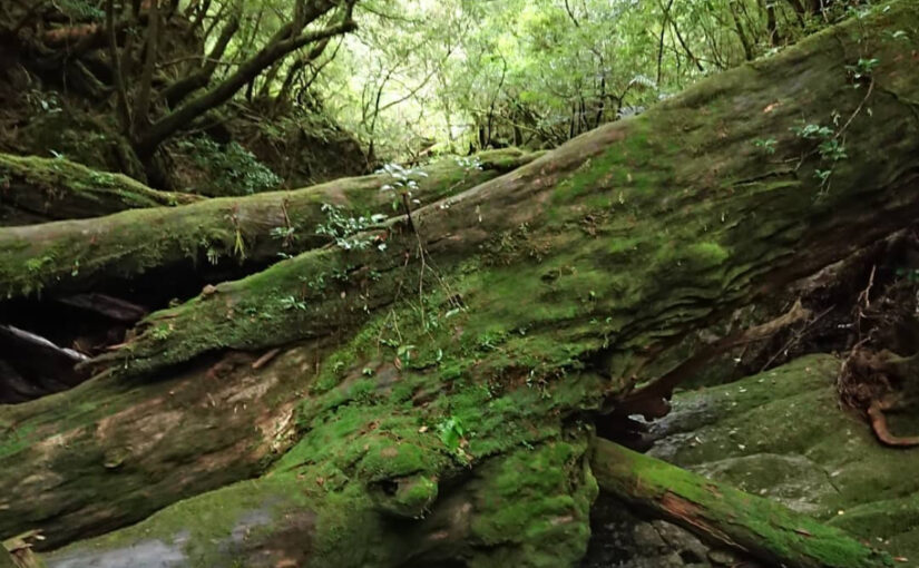 屋久島の森に横たわる苔むした倒木