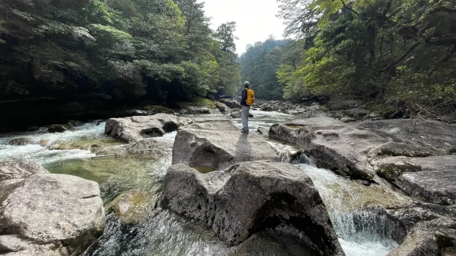 屋久島 ヤクスギランド トレッキング