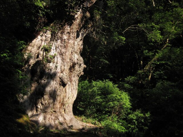 屋久島　縄文杉