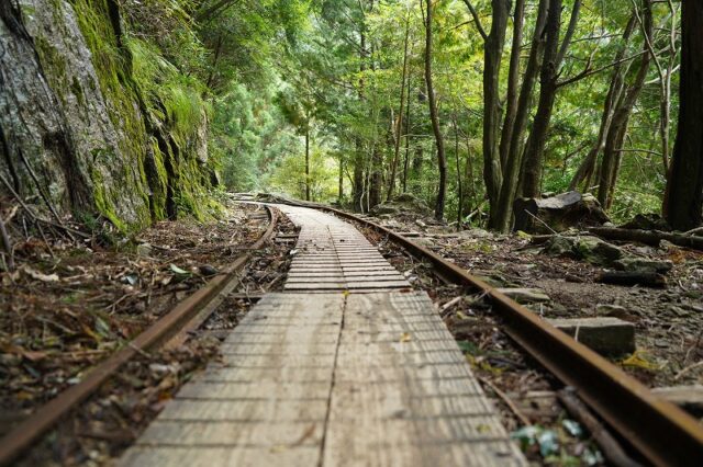 緑に包まれた屋久島のトロッコ散策路