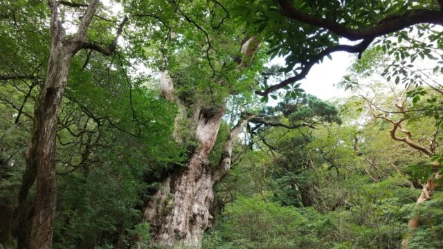 屋久島の白谷雲水峡｜所要時間やコース詳細について徹底調査