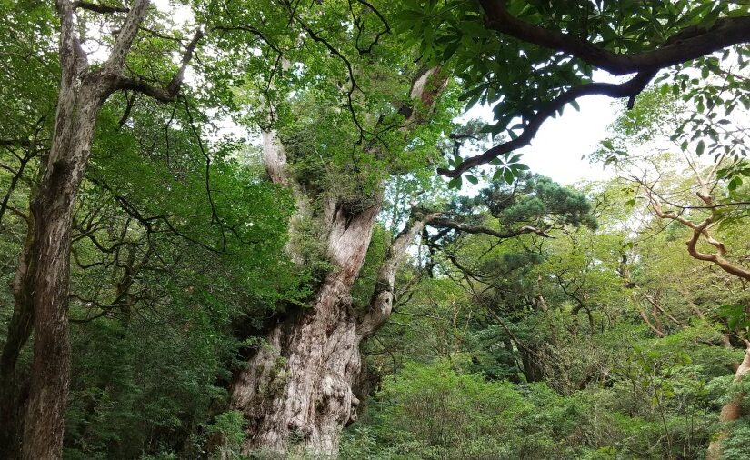 太くて高い縄文杉が生い茂る緑豊かな森の中に立っている。周囲には緑の葉が広がっている。