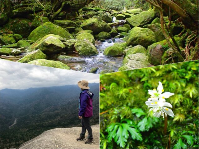 【難易度別】おすすめ屋久島登山・トレッキングコース紹介！屋久島の自然を満喫しよう