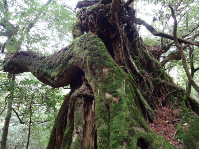 家族で楽しむ屋久島の大自然！子連れにおすすめの屋久島観光コース＆ツアーを紹介