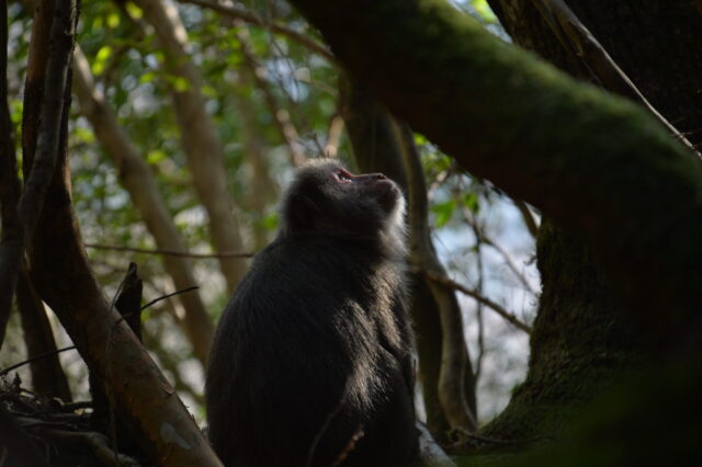 木々の間から空を見上げるヤクサルが、日差しの中で静かに過ごしているシーン