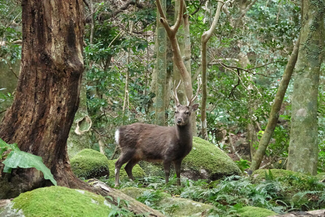 西部照葉樹林ツアー、屋久島、トレッキング、ヤクシカ