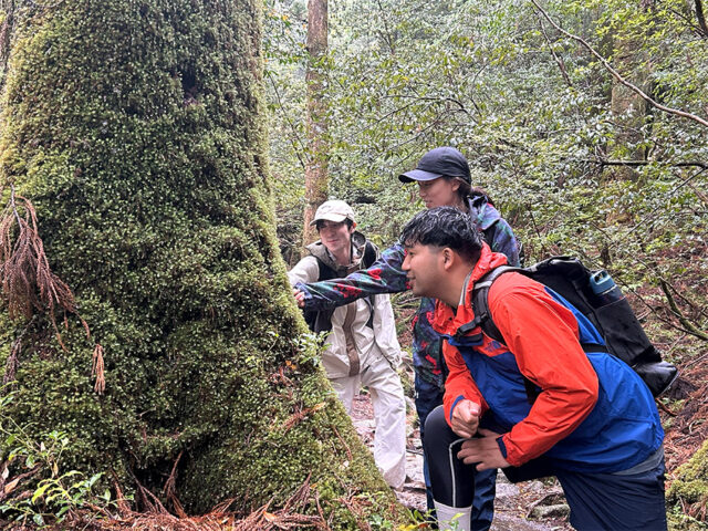 白谷雲水狭、トレッキング、屋久島、苔むす森
